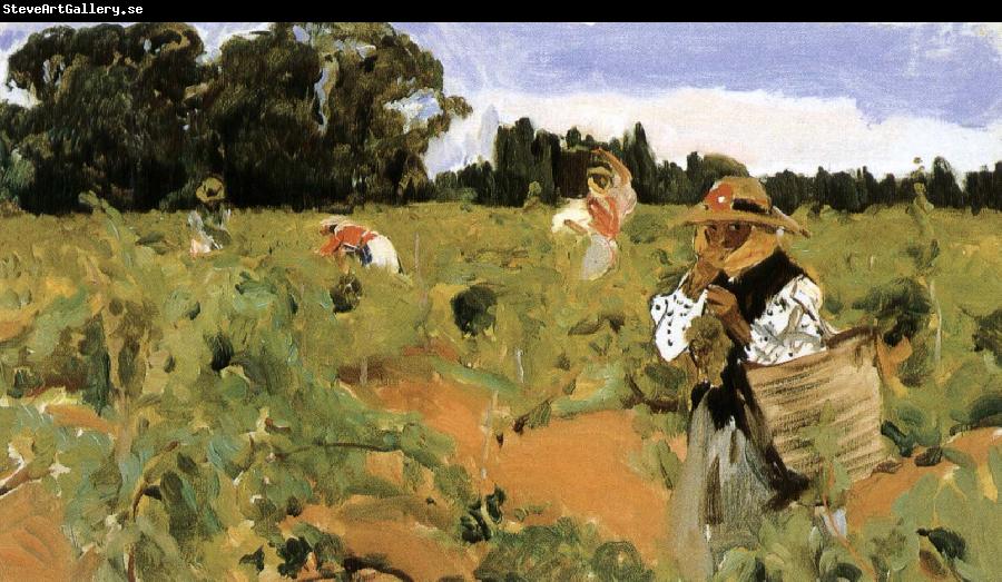 Joaquin Sorolla Sherry grape mining